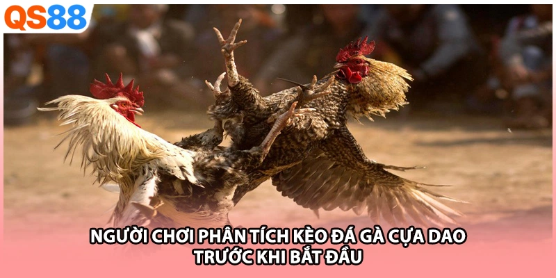Người chơi phân tích kèo đá gà cựa dao trước khi bắt đầu