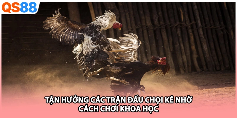 Tận hưởng các trận đấu chọi kê nhờ cách chơi khoa học